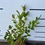 Čučoriedka kanadská (Vaccinium corymbosum) ´DUKE´ – skorá 50-70 cm, kont. C2L 